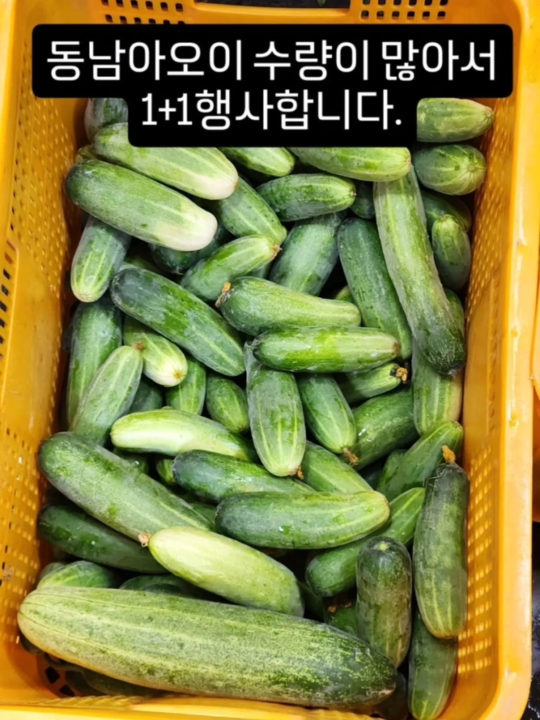 소르네 캘린더플레이트 19