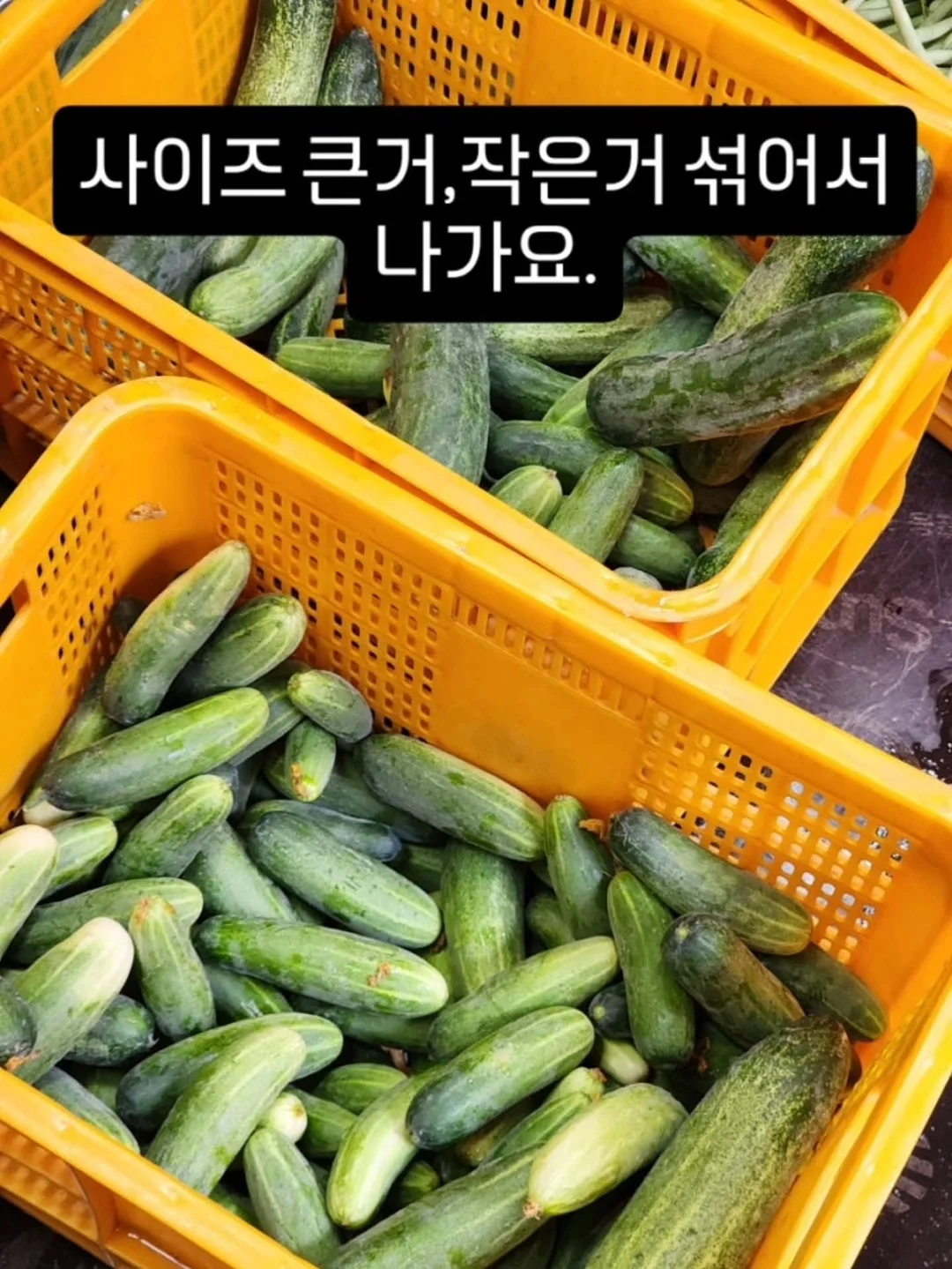 소르네 캘린더플레이트 20