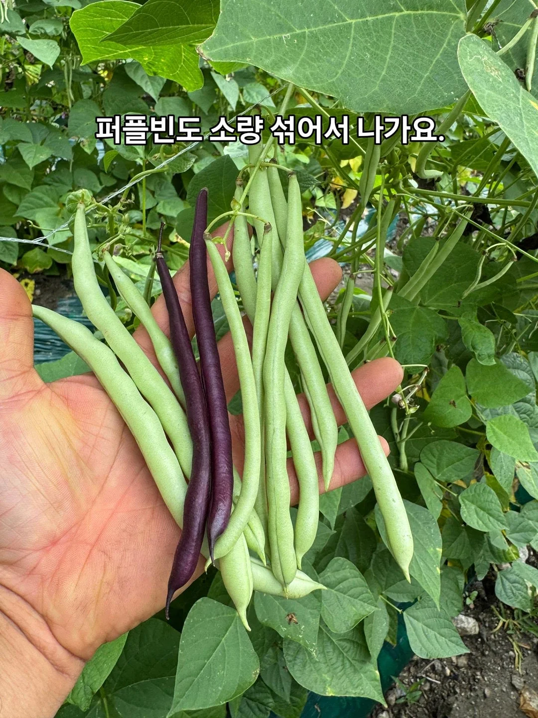 소르네 캘린더플레이트 3