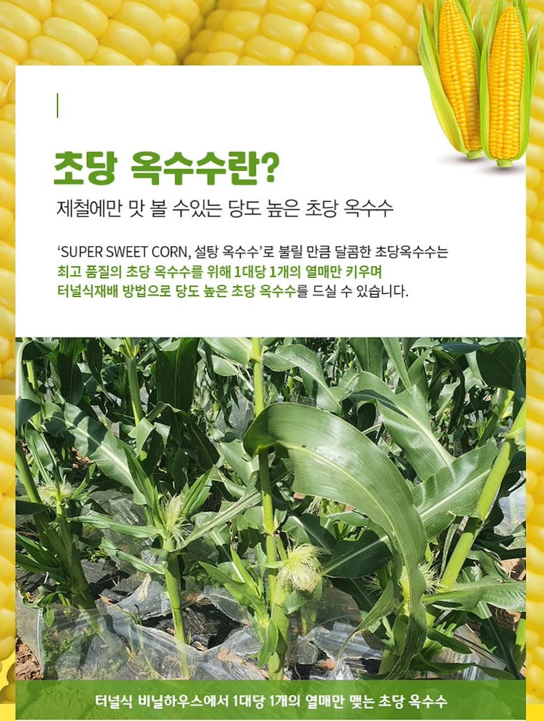 치이카와 미니 파일 박스 7
