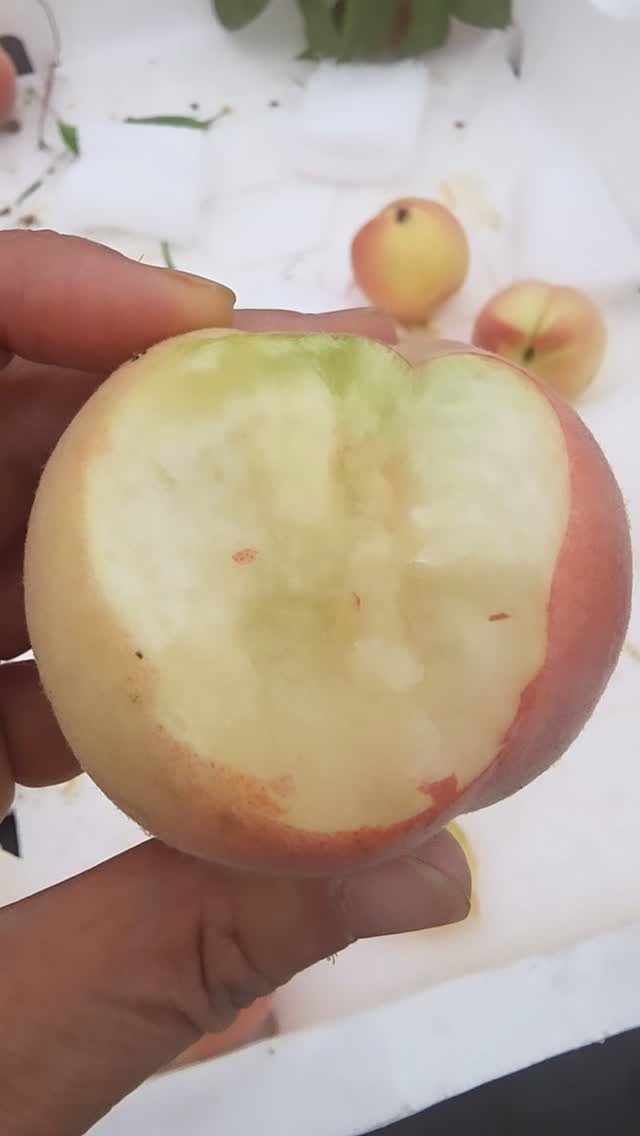 믹스커피 혈당관리 비밀재료