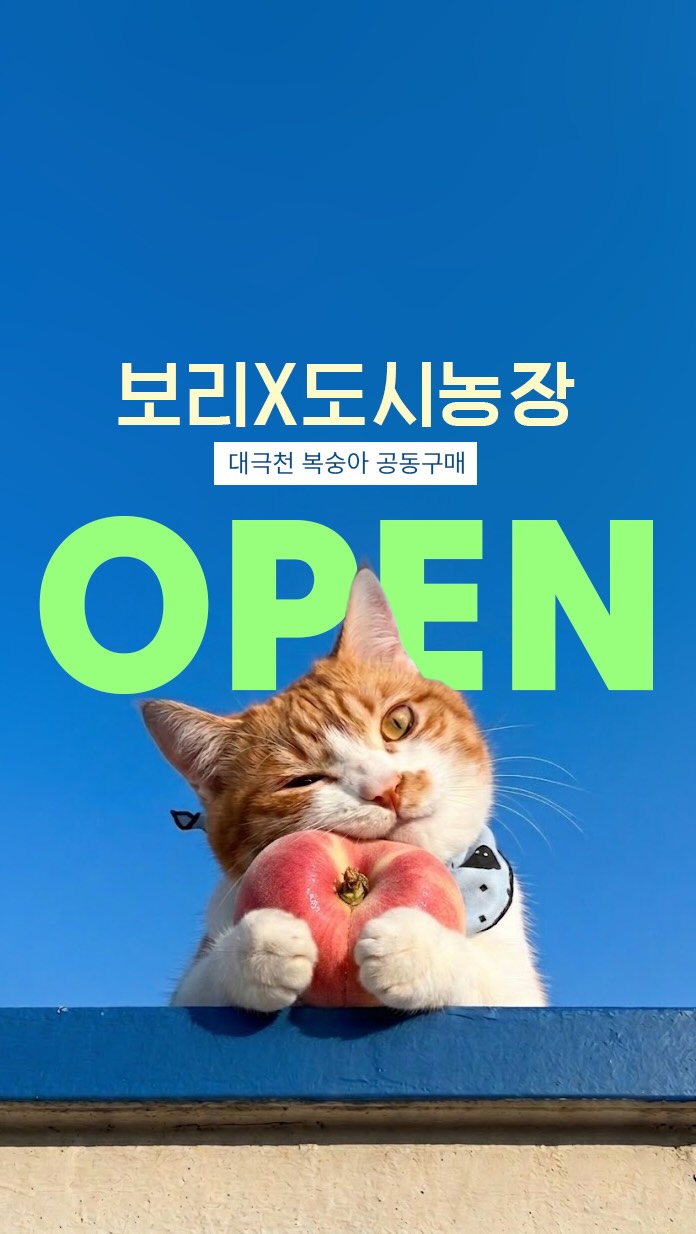 리틀도르 티그레 6종 세트