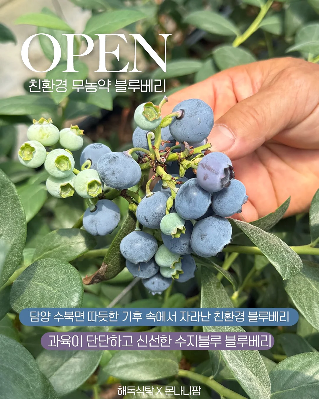 씨없는 수박 1