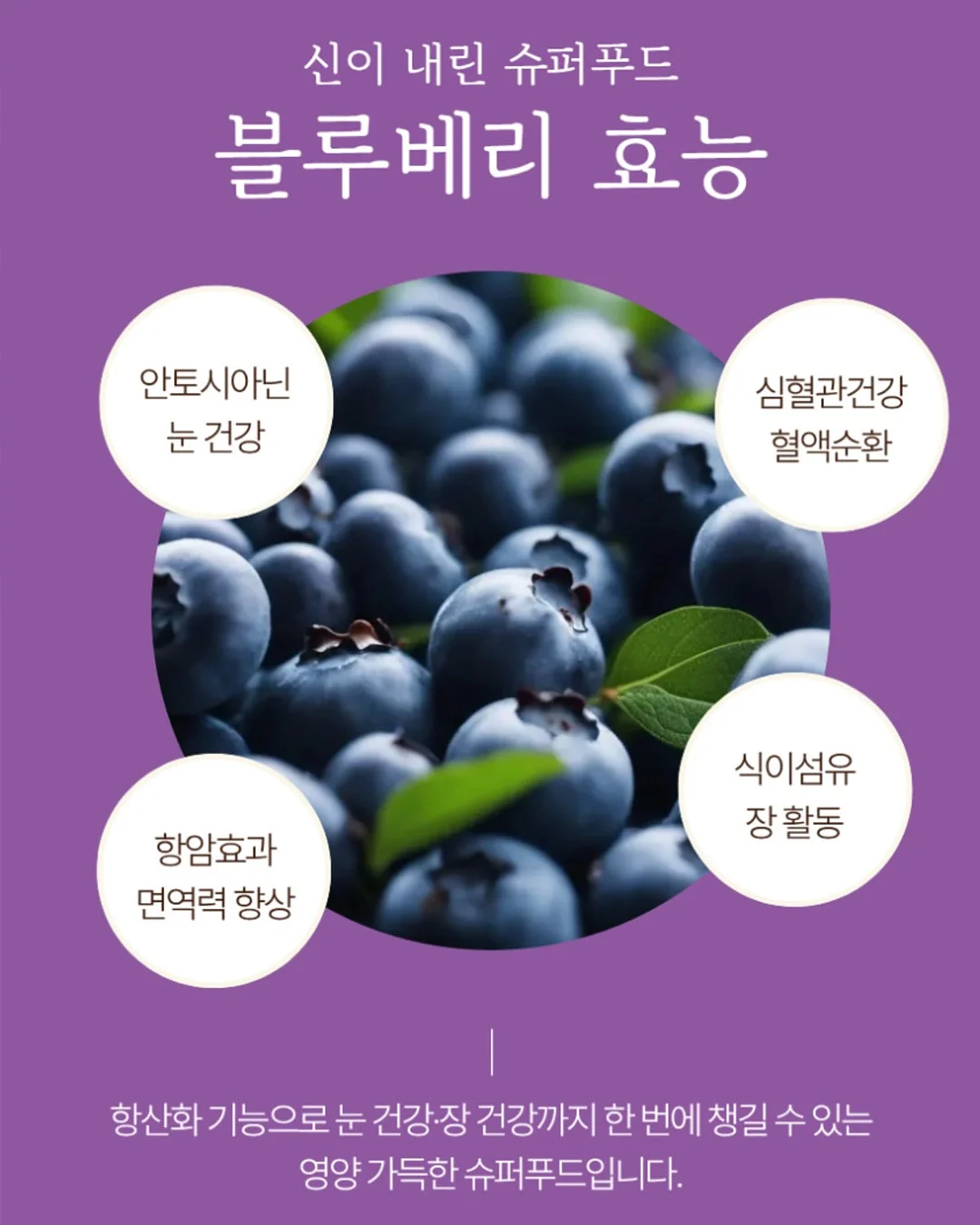 씨없는 수박 11