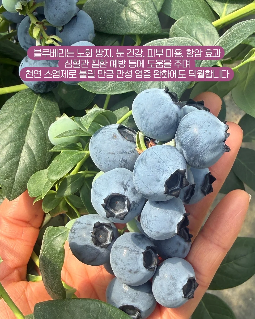 씨없는 수박 3