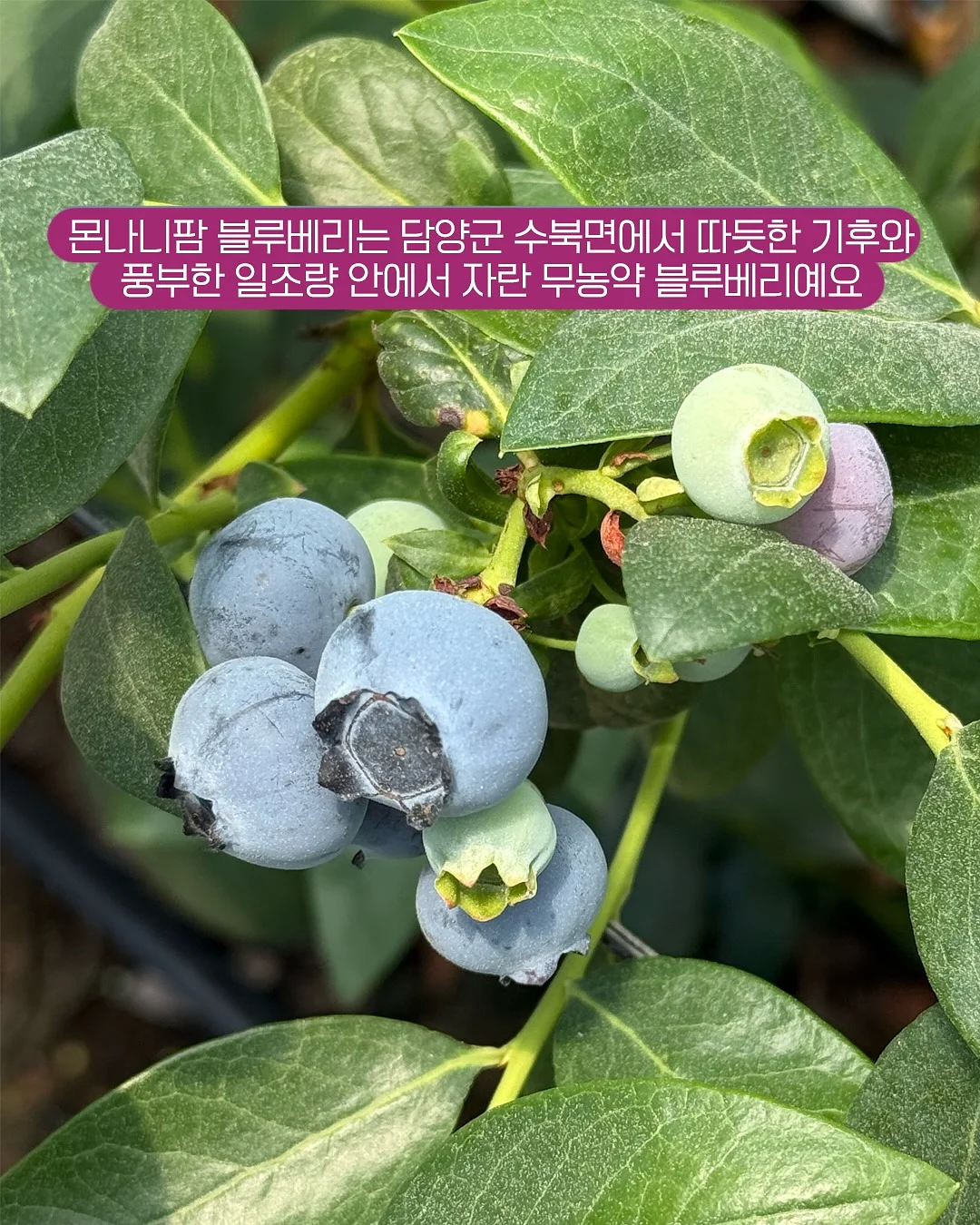 씨없는 수박 4