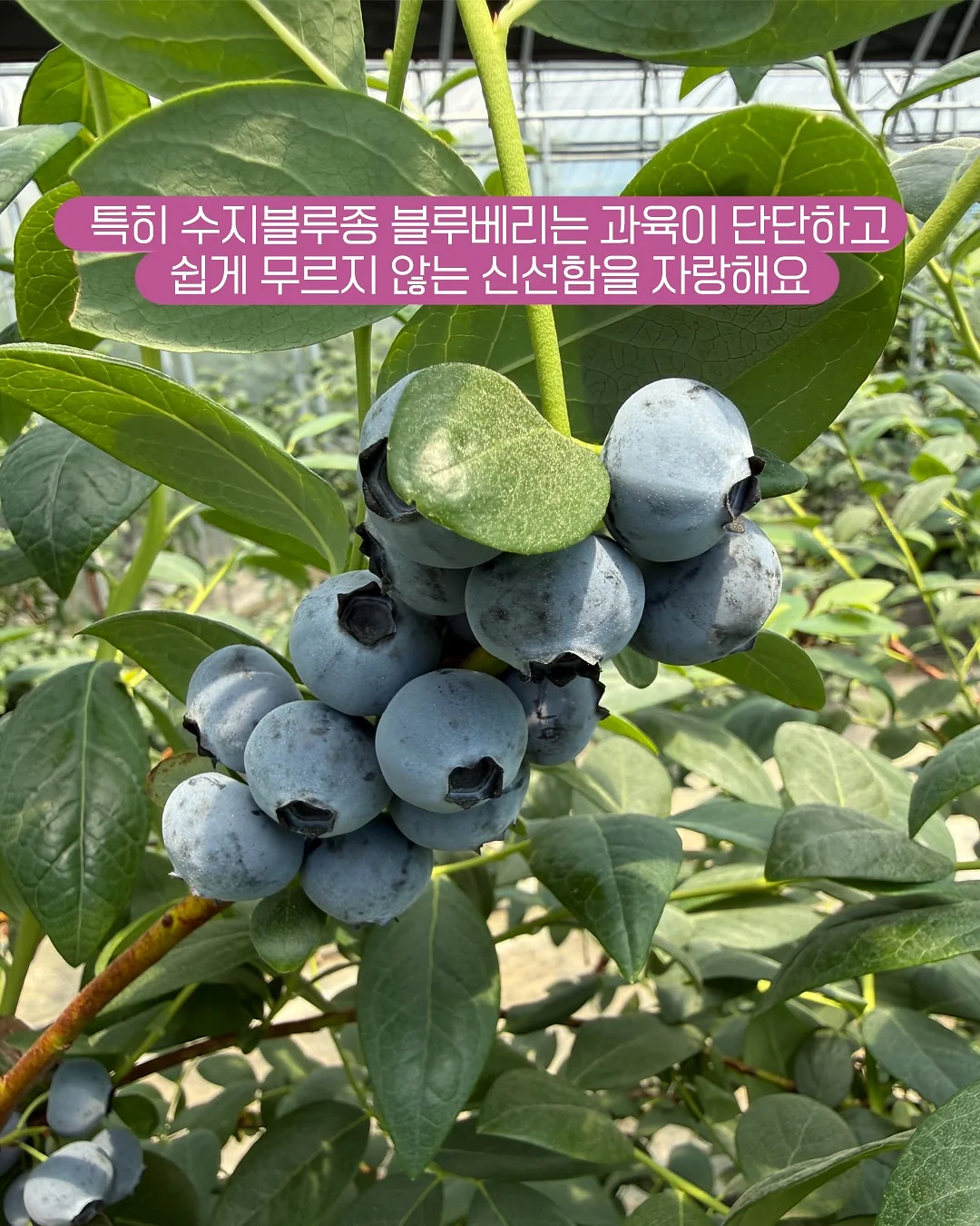 씨없는 수박 5