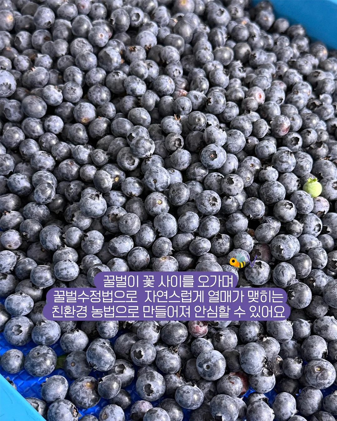 씨없는 수박 6