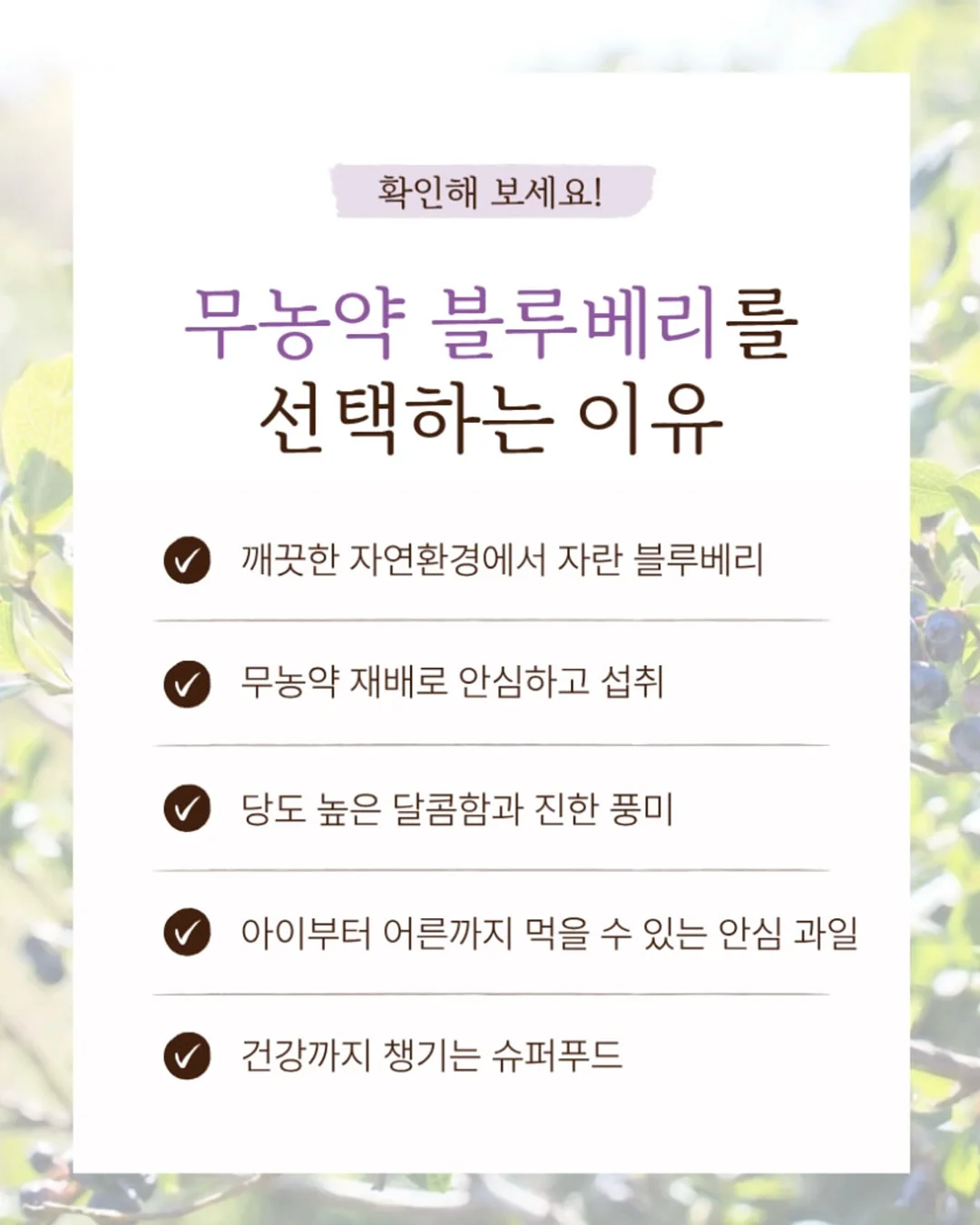 씨없는 수박 7