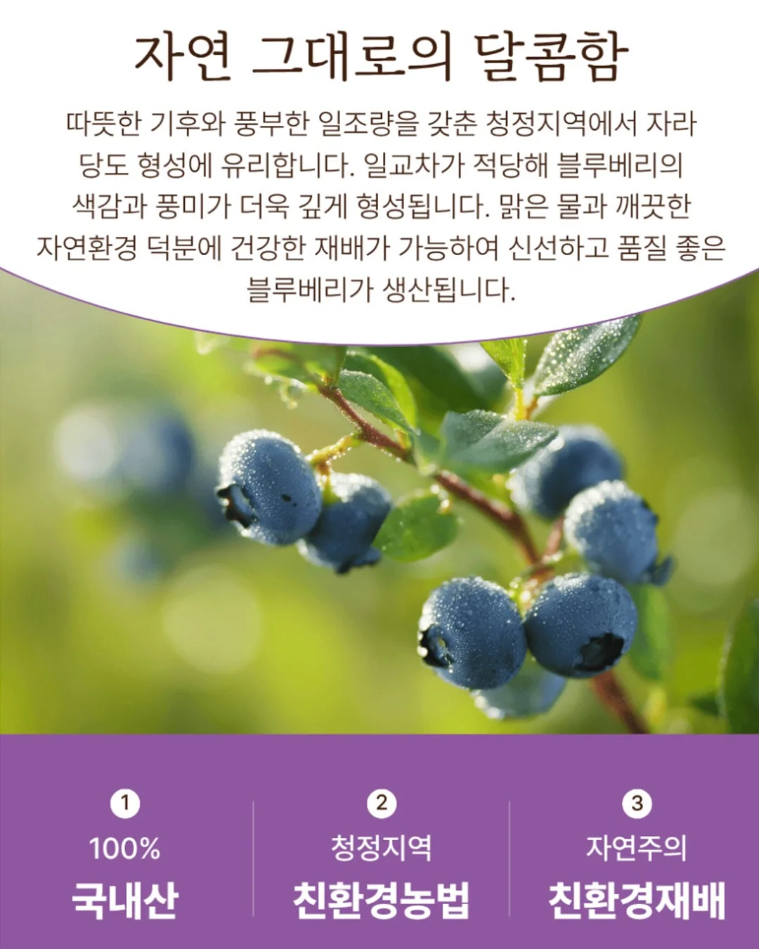 씨없는 수박 8