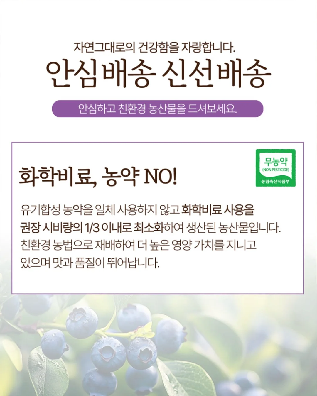 씨없는 수박 9