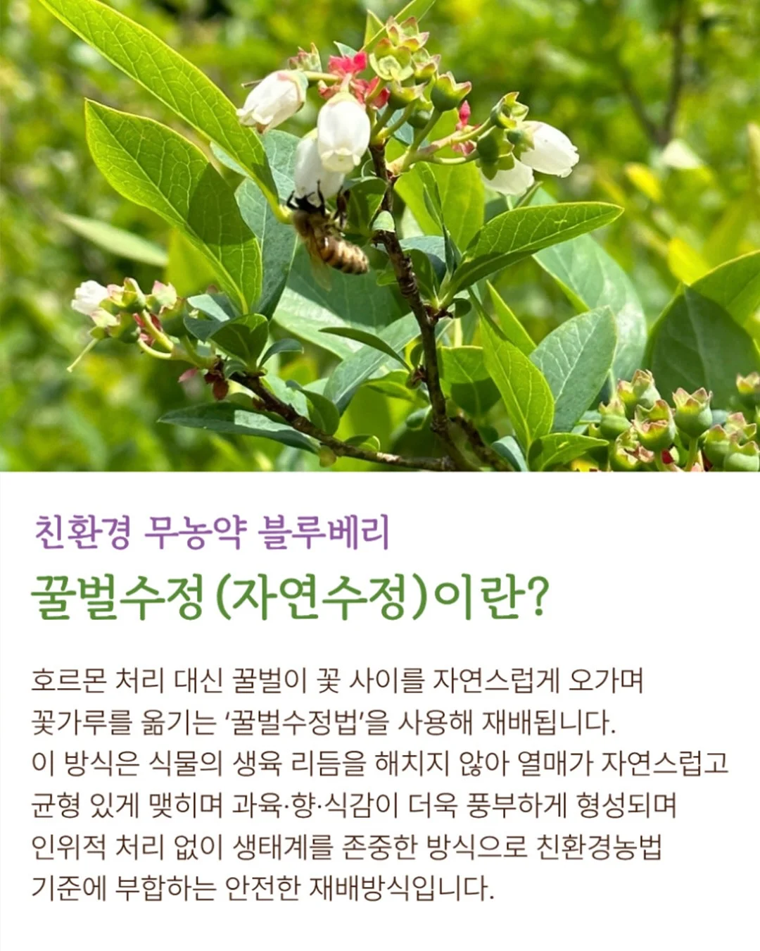 씨없는 수박 10