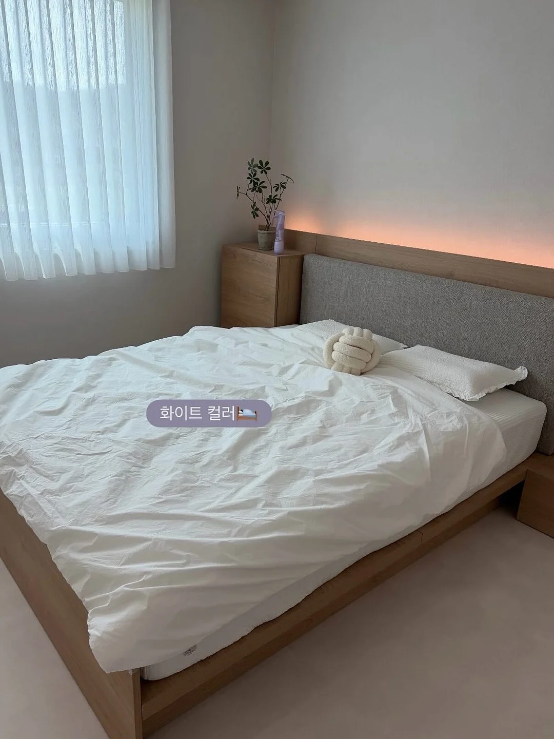 강아지 당당이 9