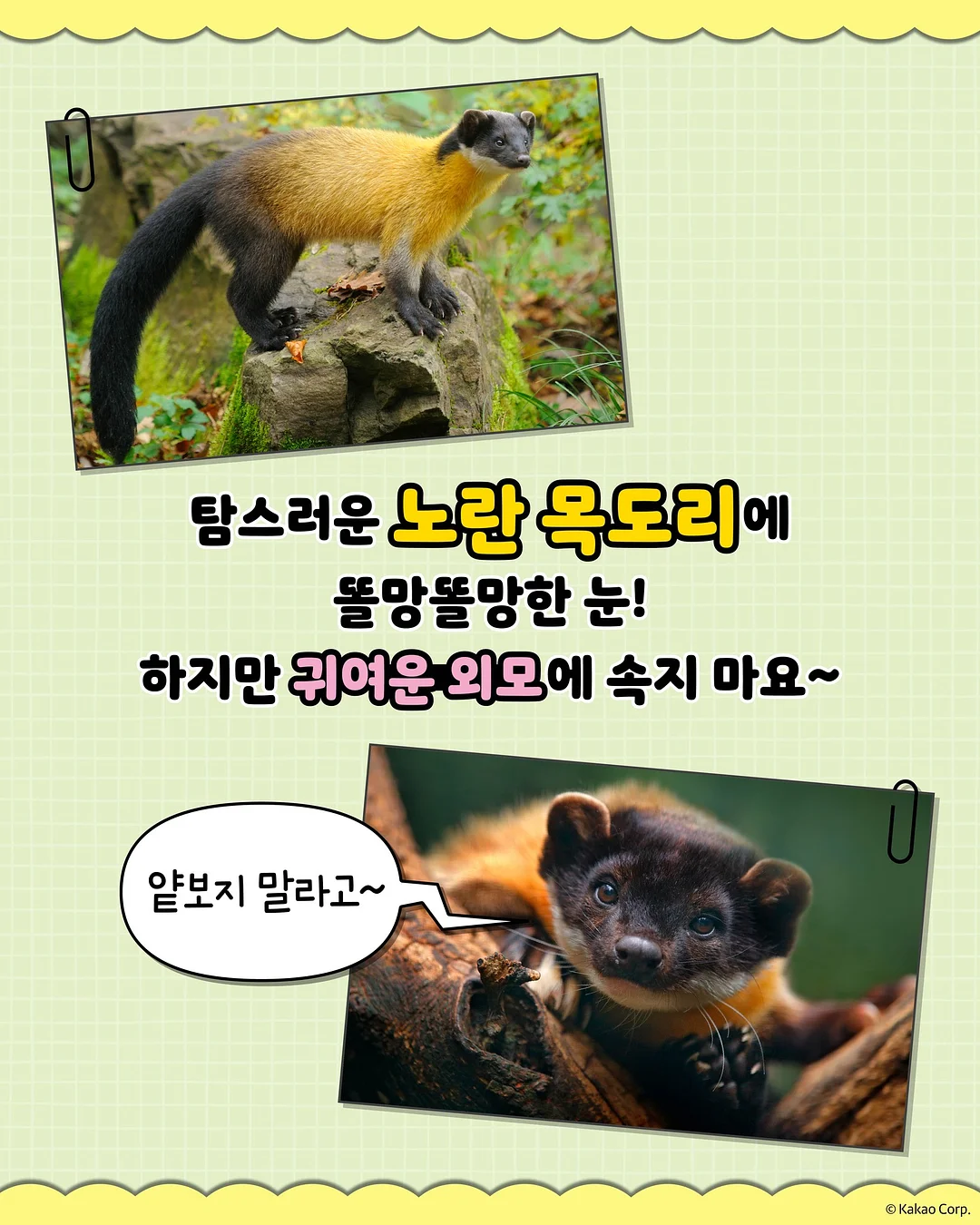 피크닉 텐트 3