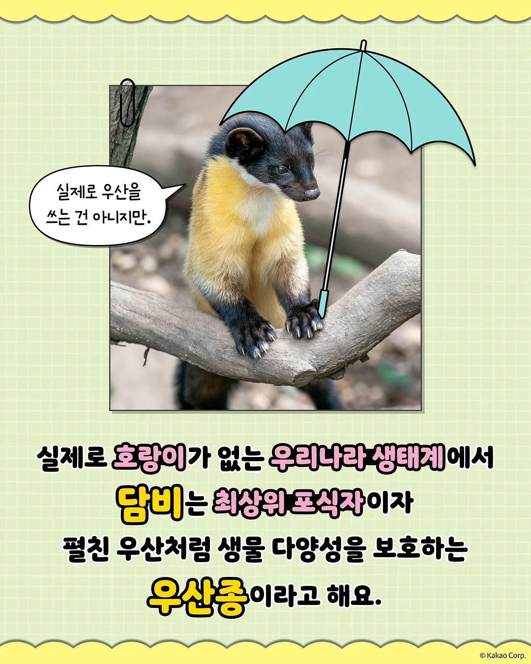 피크닉 텐트 5
