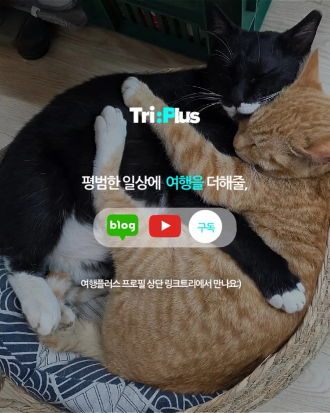 이동형 확장선반 트롤리 6