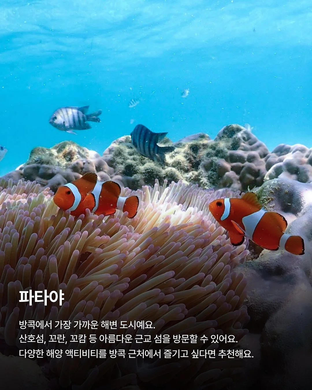 테무 쿠폰백 8