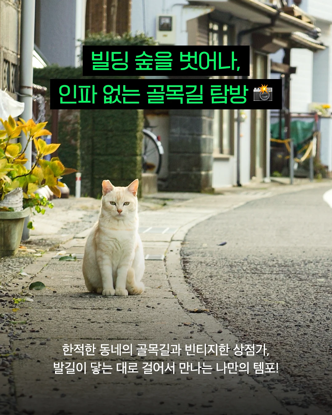 한율 쑥히알 세럼 4