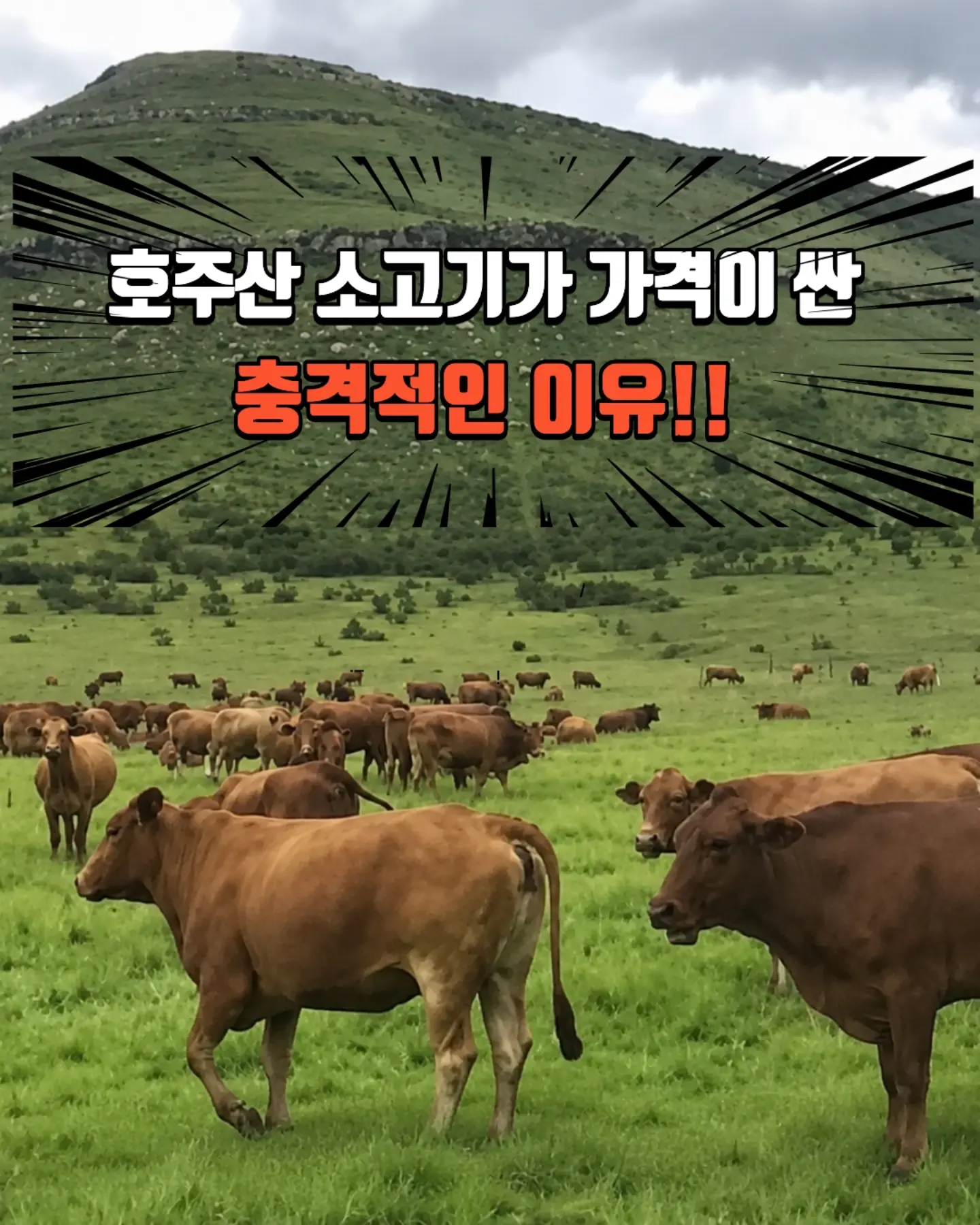 코랄리크 스윔웨어 1