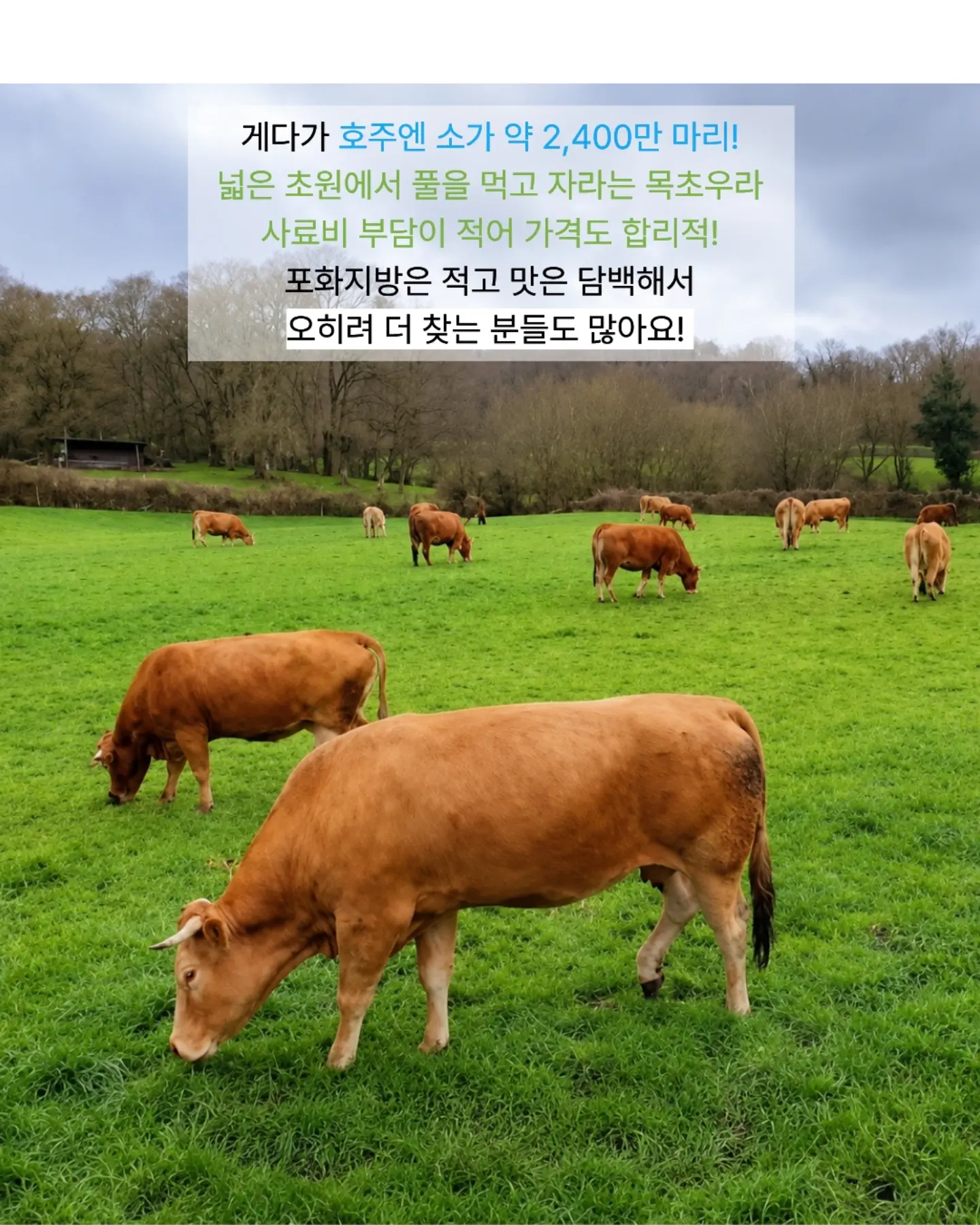코랄리크 스윔웨어 4