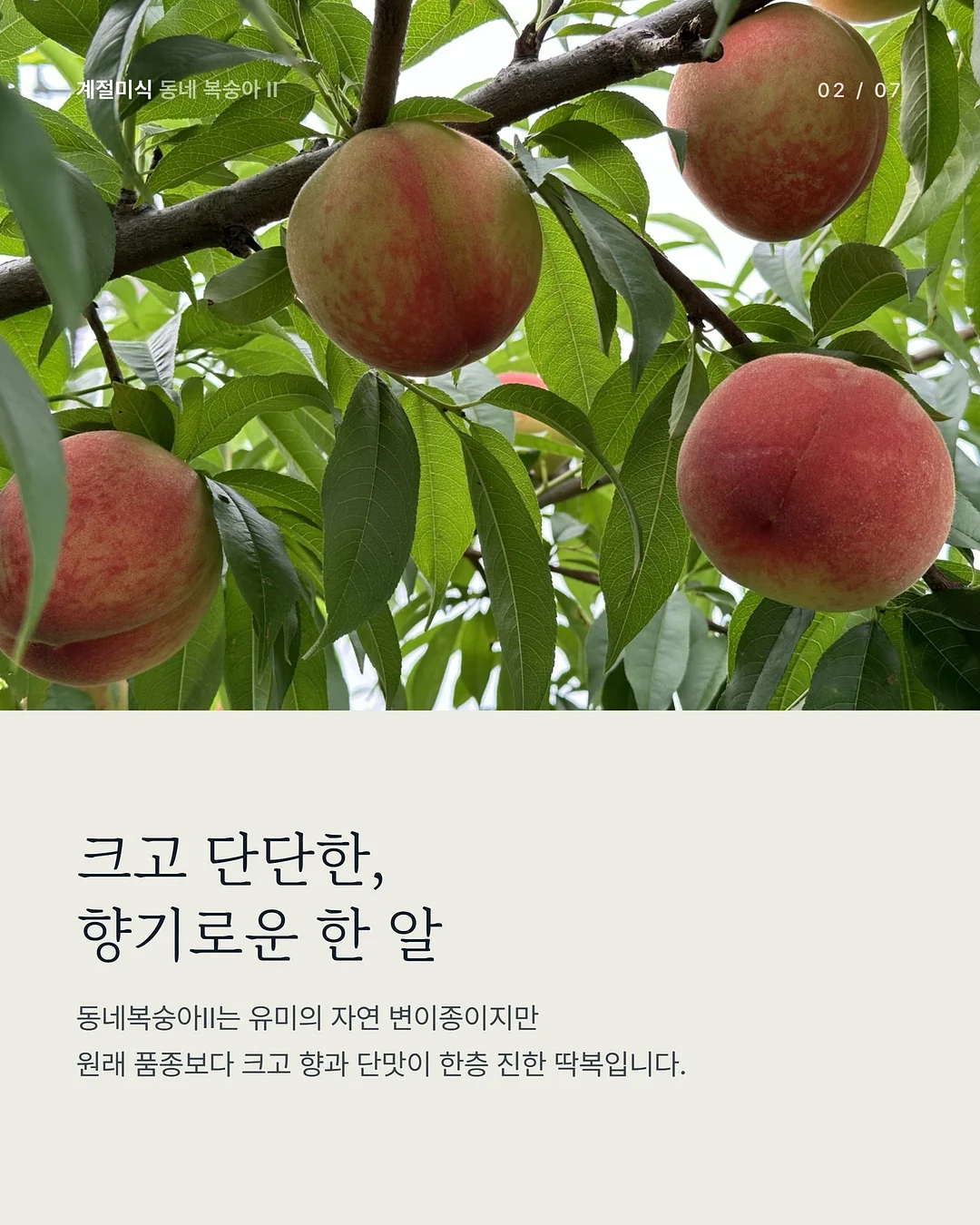 버뮤다팬츠 2