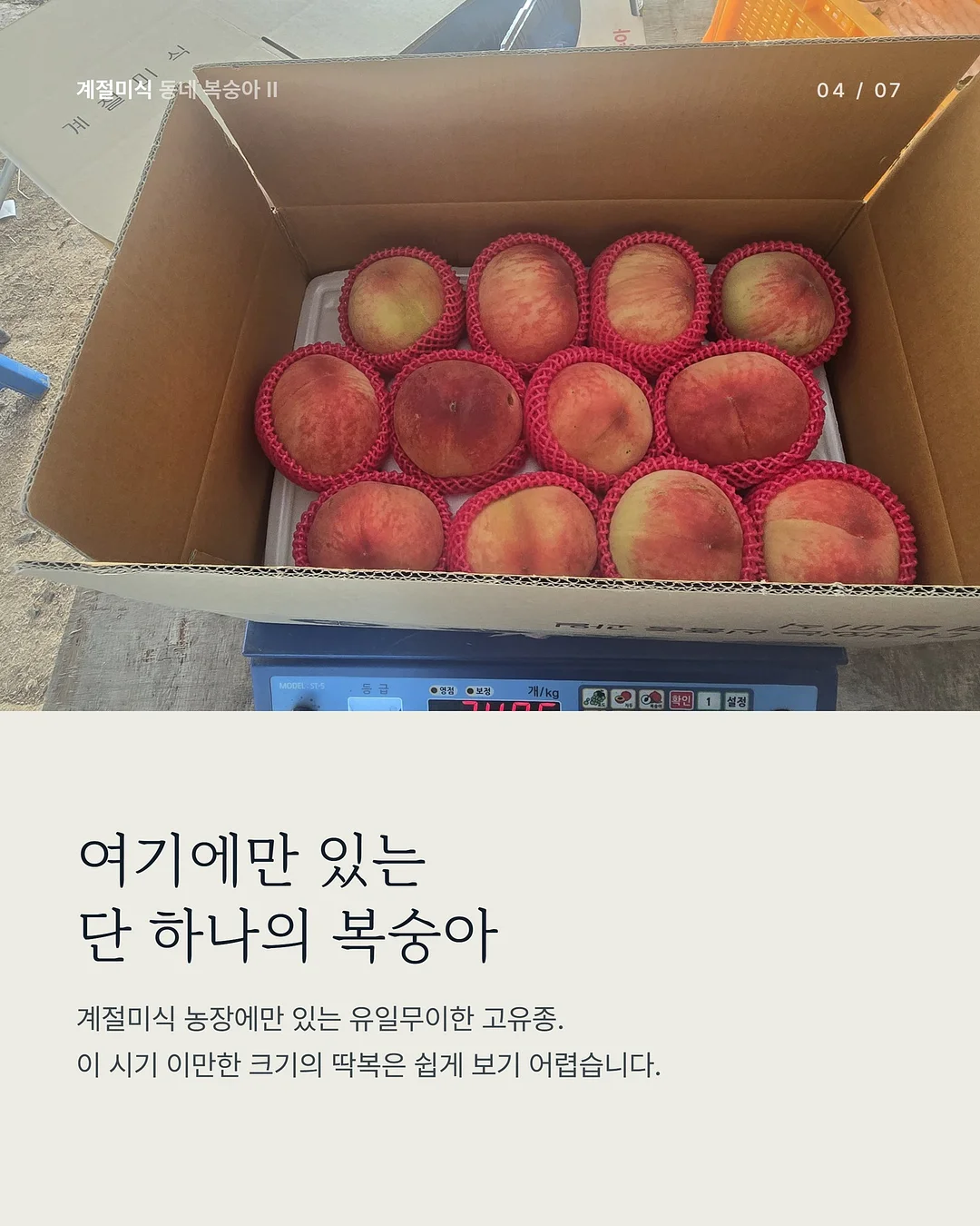 버뮤다팬츠 4