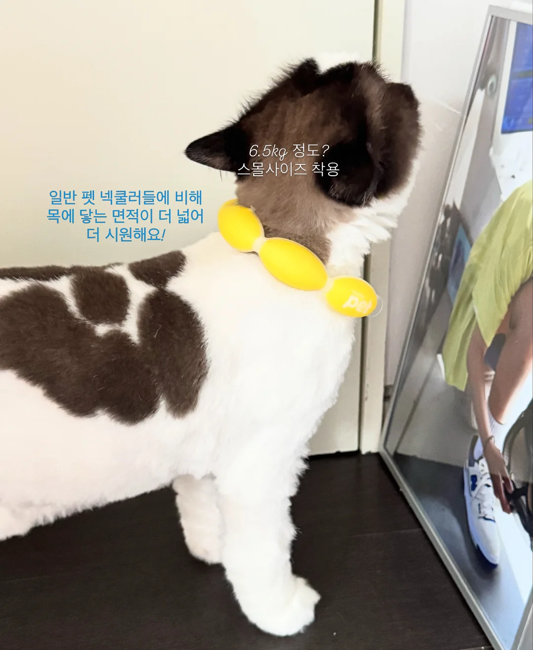 레오 고무나무 원목 의자 1