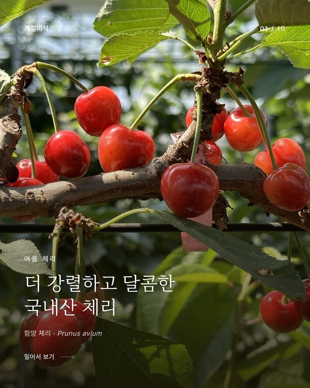 삶은 계란 과일 플레이터 1