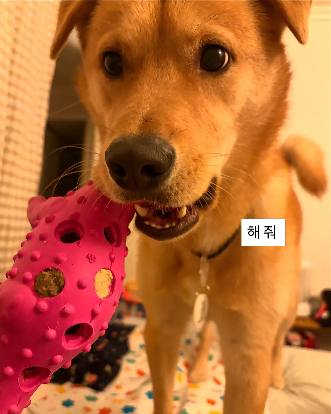 스프링 솜털 제거기 15