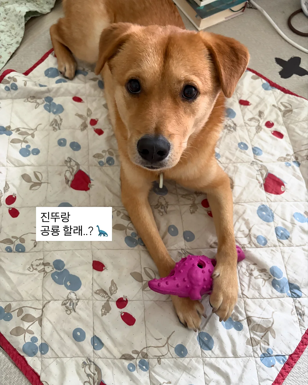 스프링 솜털 제거기 10