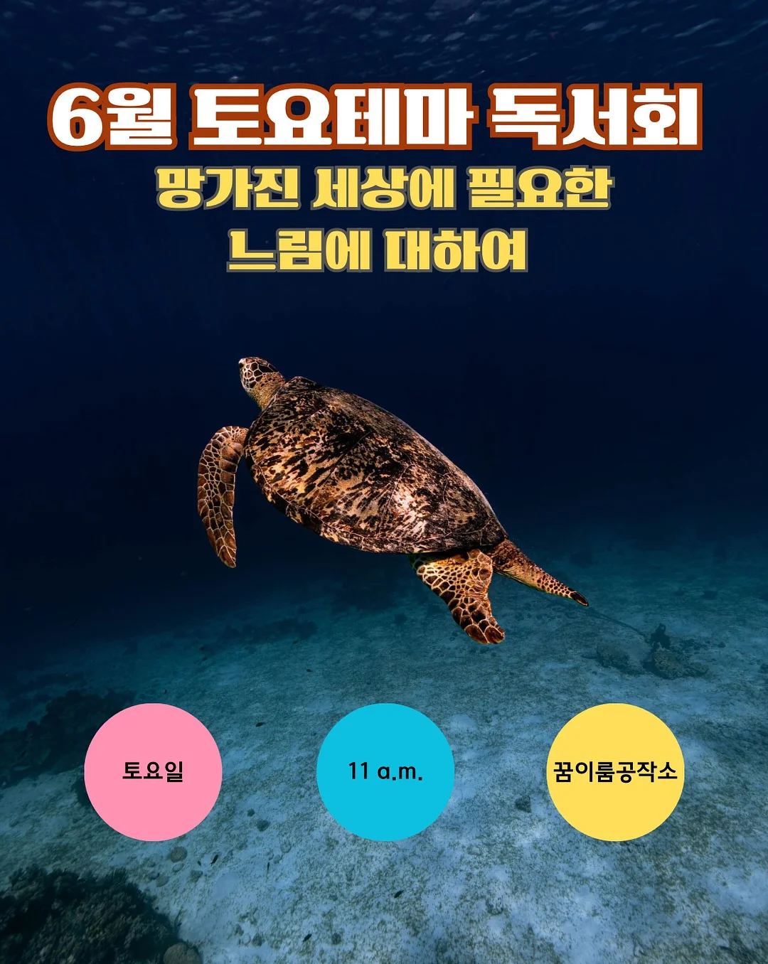 자연산 비단 가리비 1