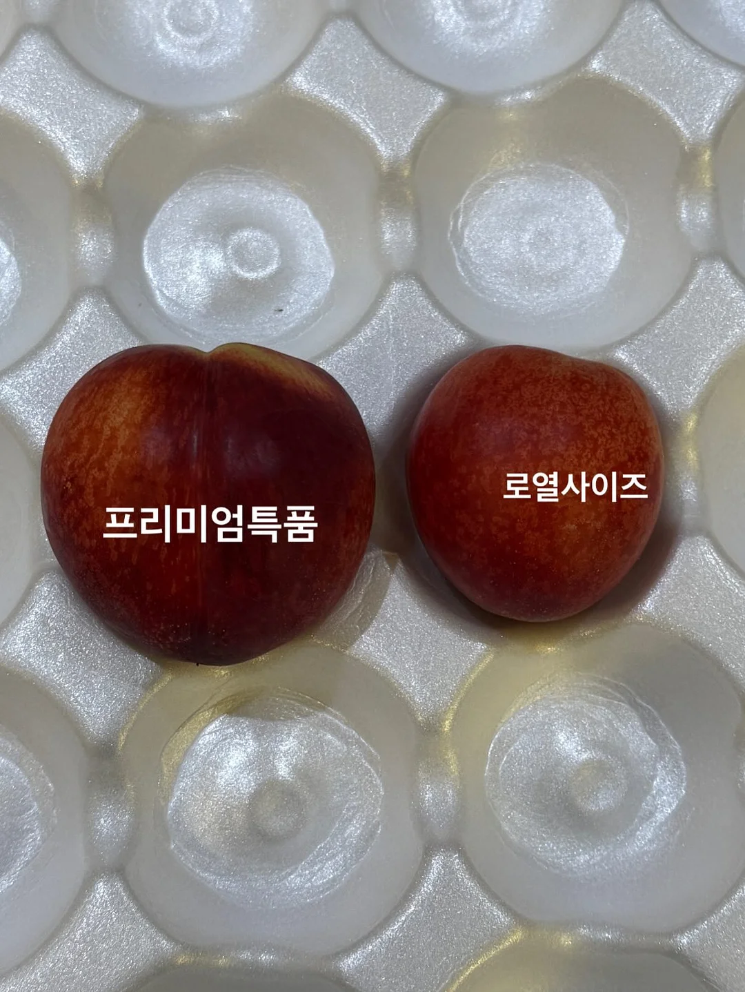 트니플레이볼 티켓 이벤트 2