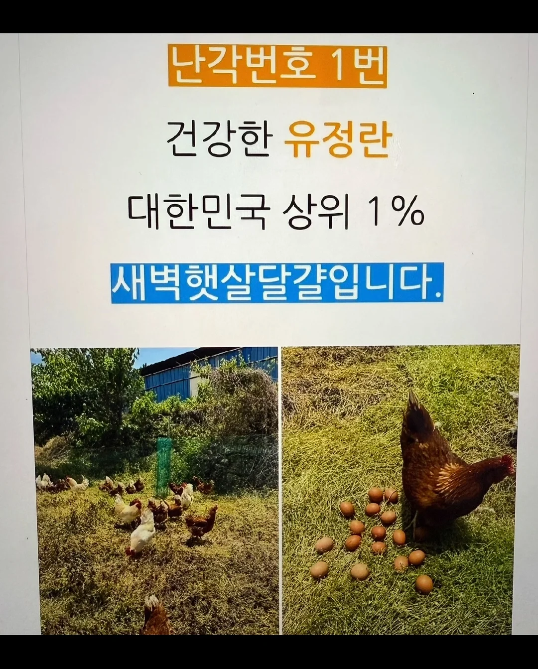 피지밤 11