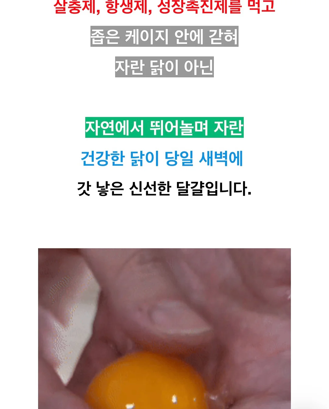 피지밤 12