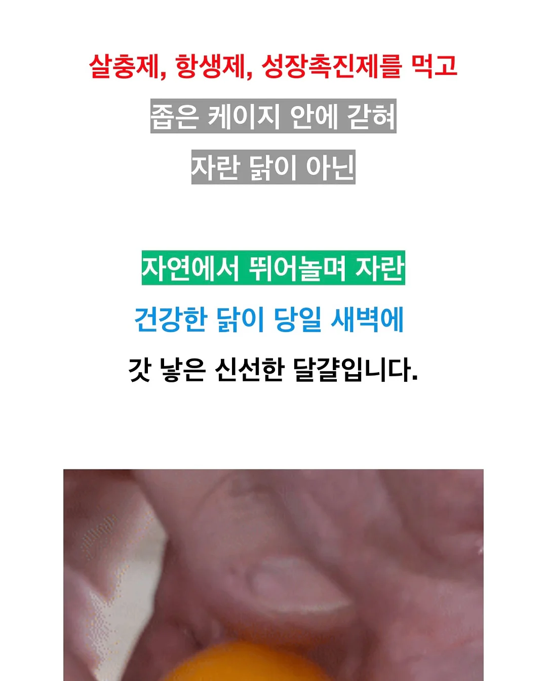피지밤 15