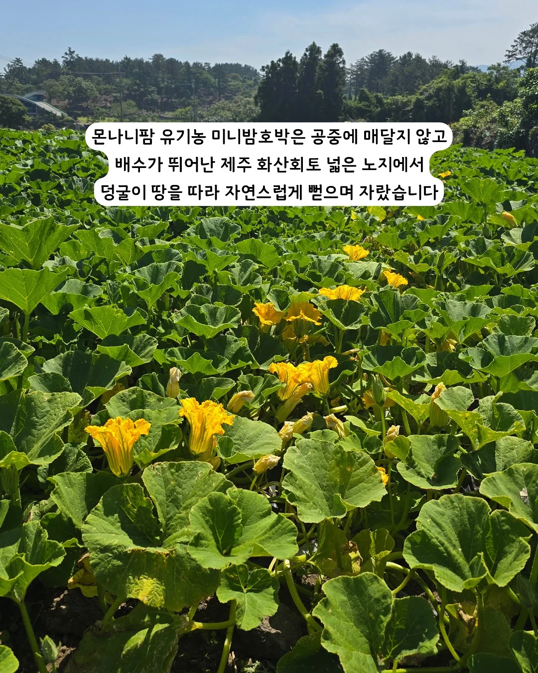 골드바2단케이크 상차림3종세트 2