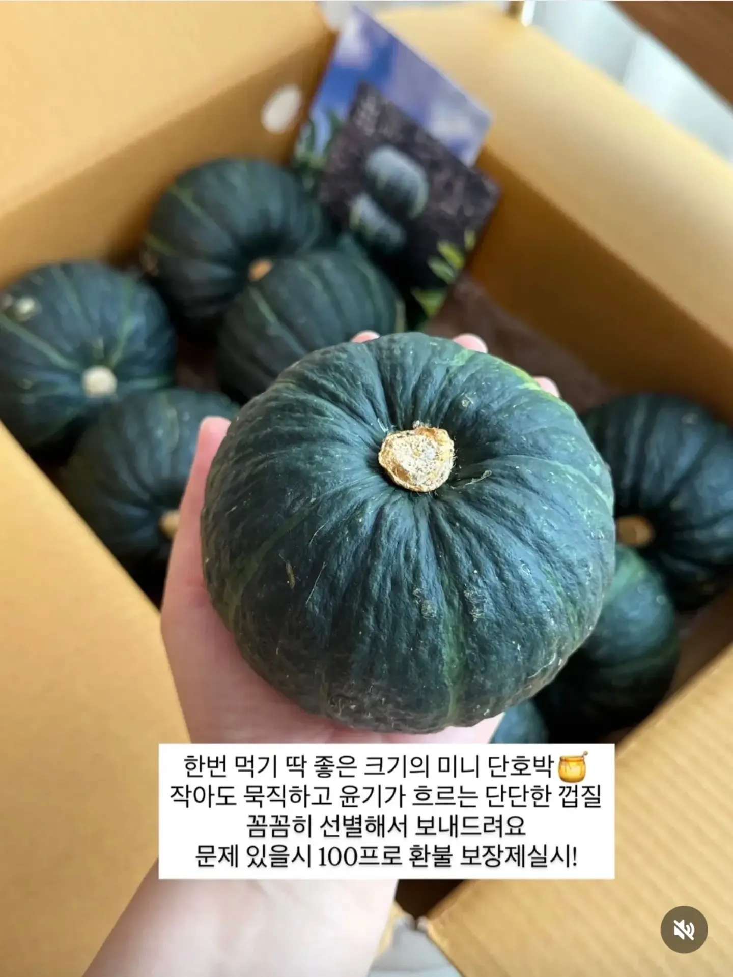 댕댕이 여름 쿨매트 9