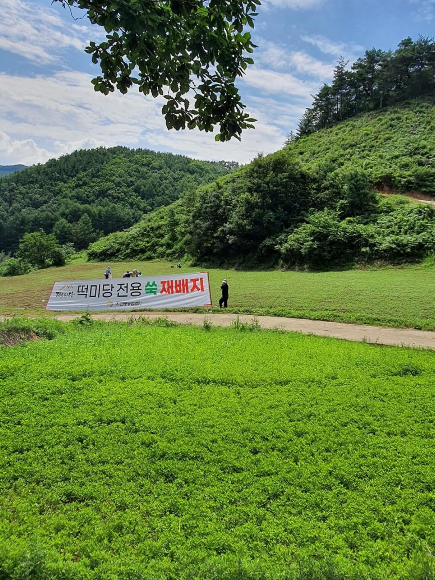 수제 아이스크림콘 8