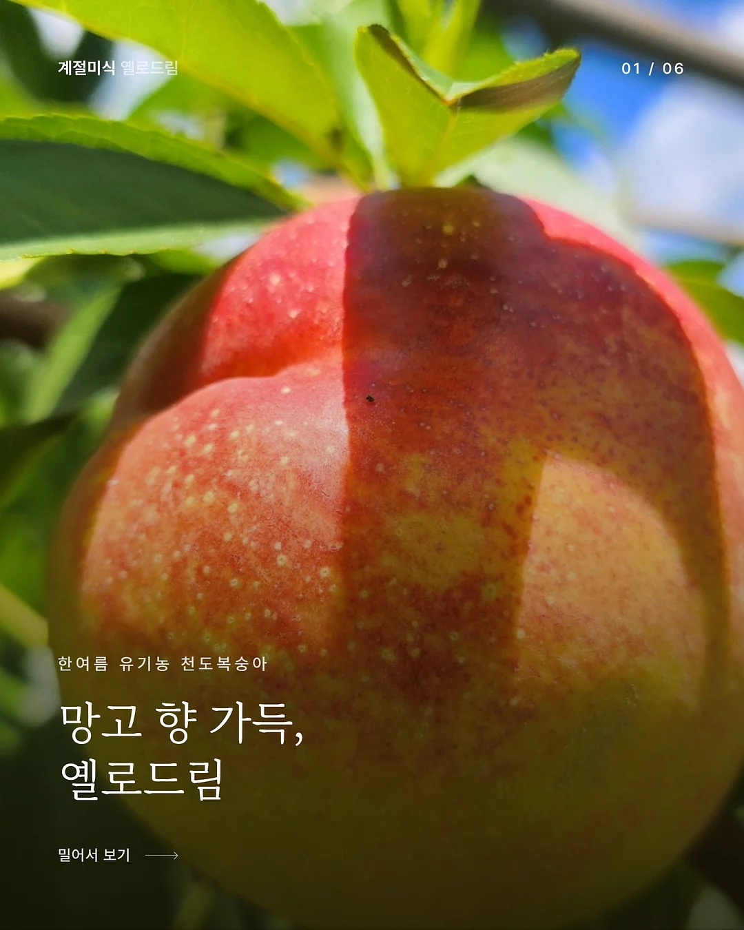 미니폰 1