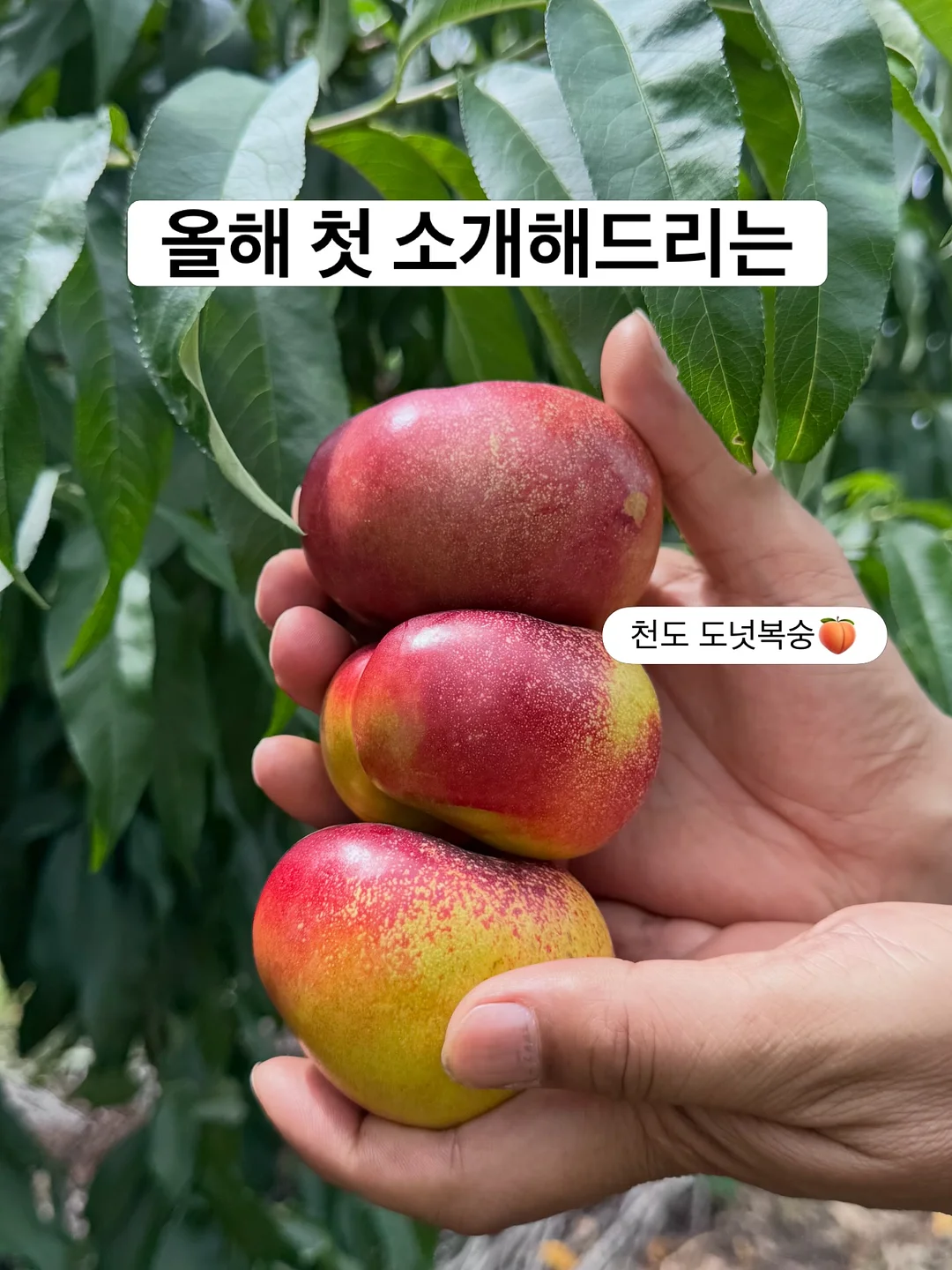 차량용 방충망 1