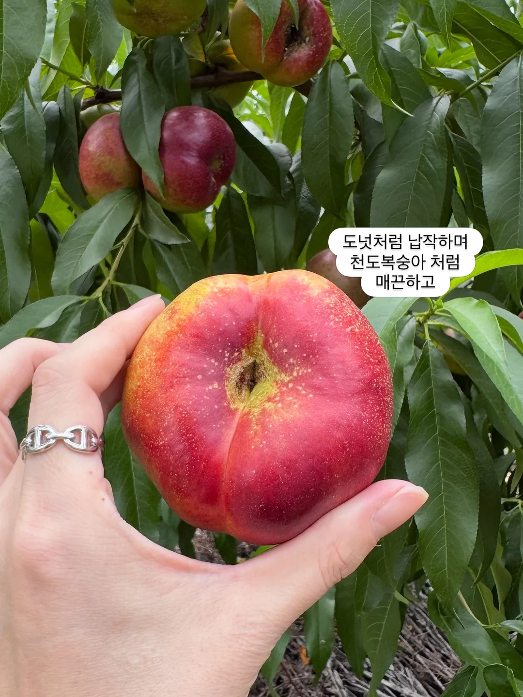 차량용 방충망 2
