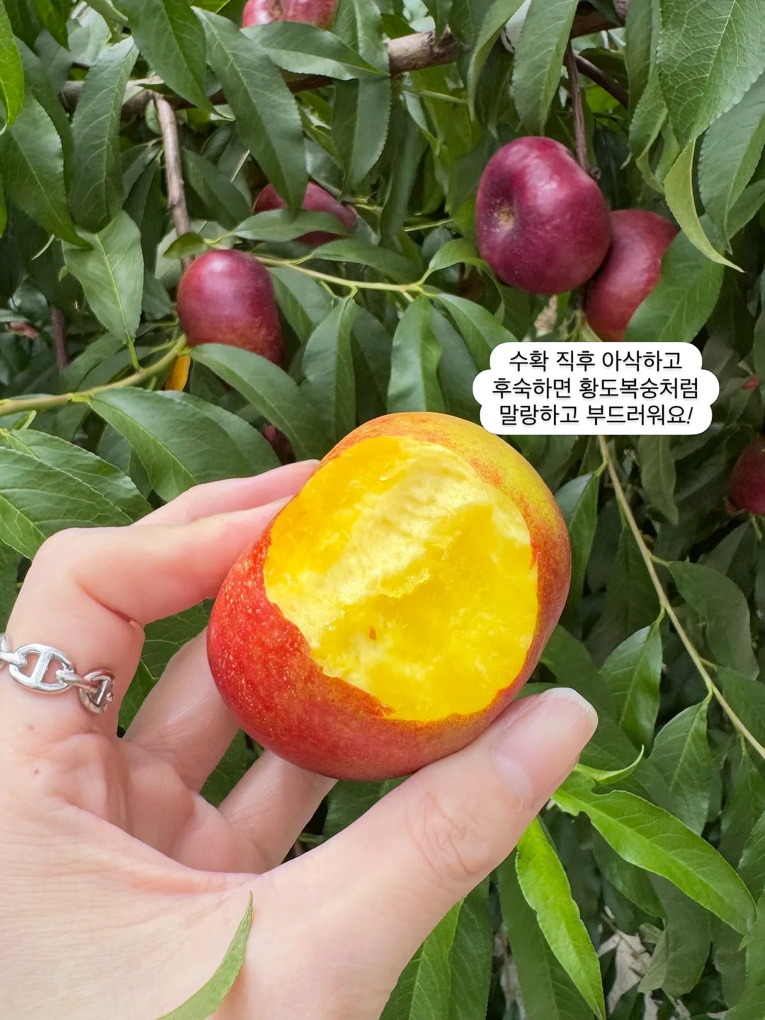 차량용 방충망 3