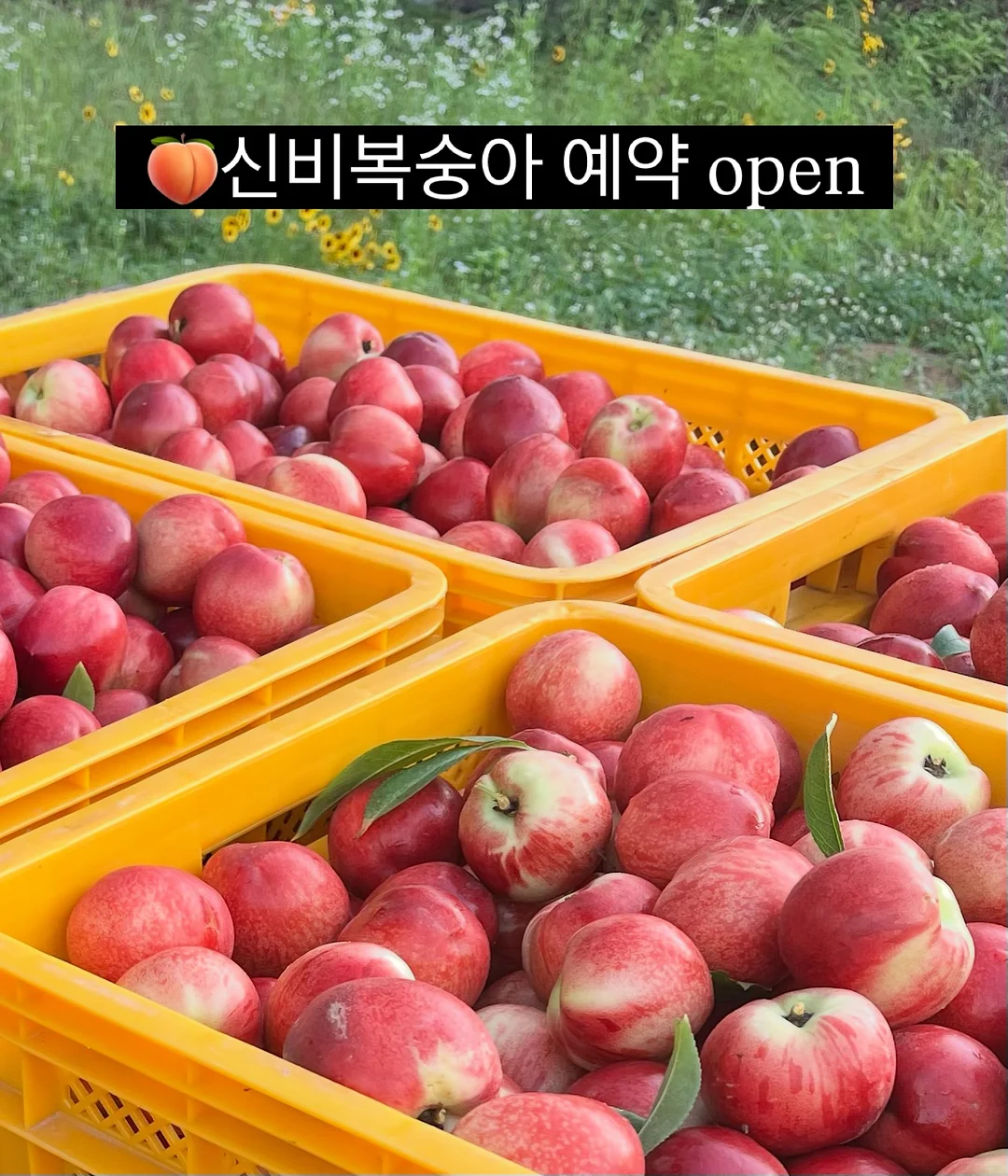 지속력 틴트 1