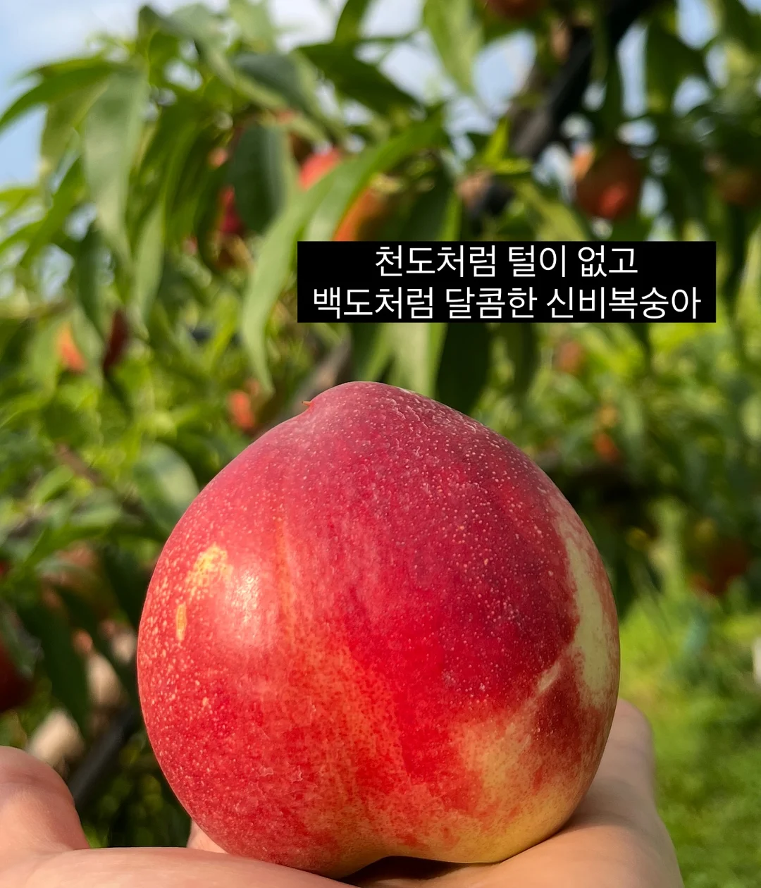 지속력 틴트 2