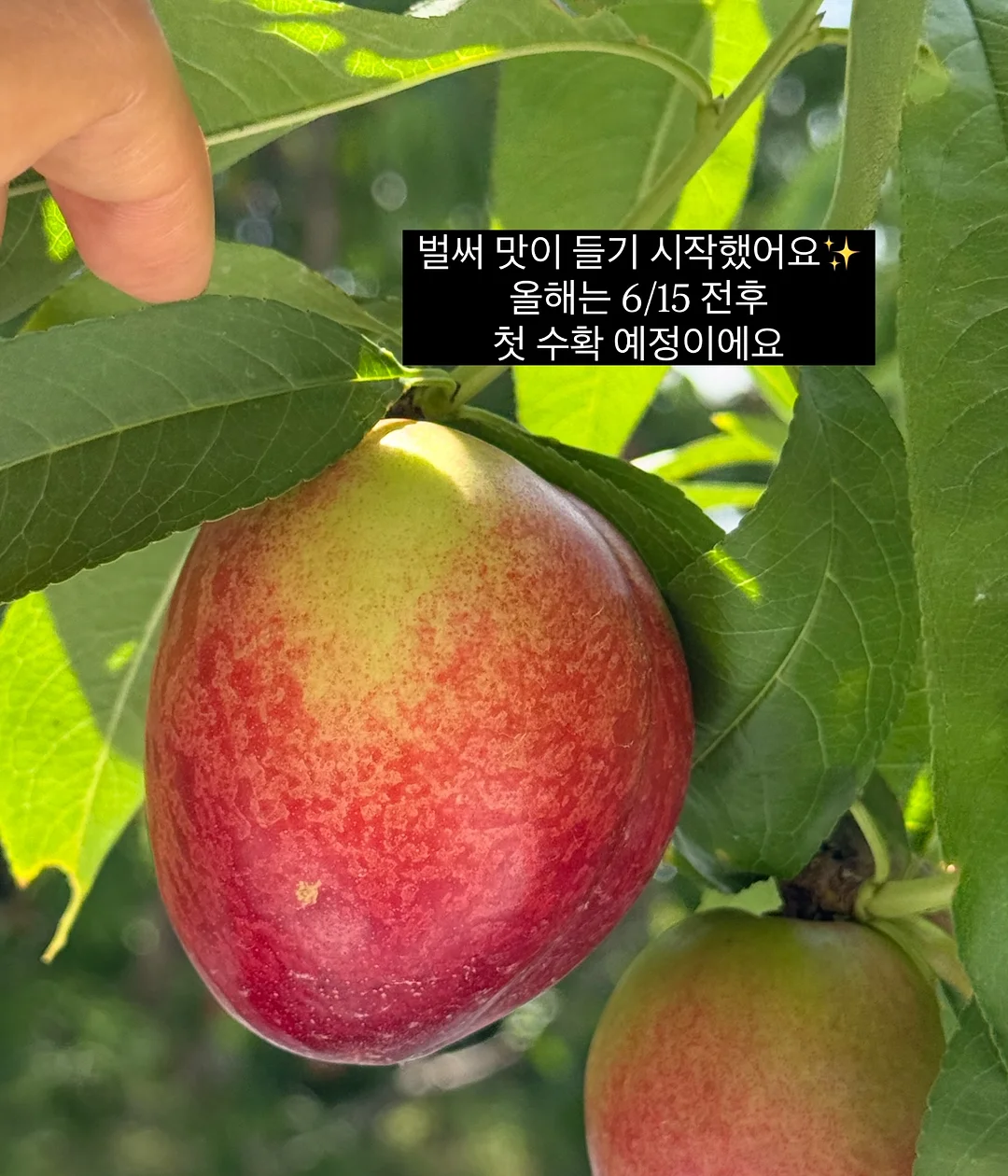 지속력 틴트 3