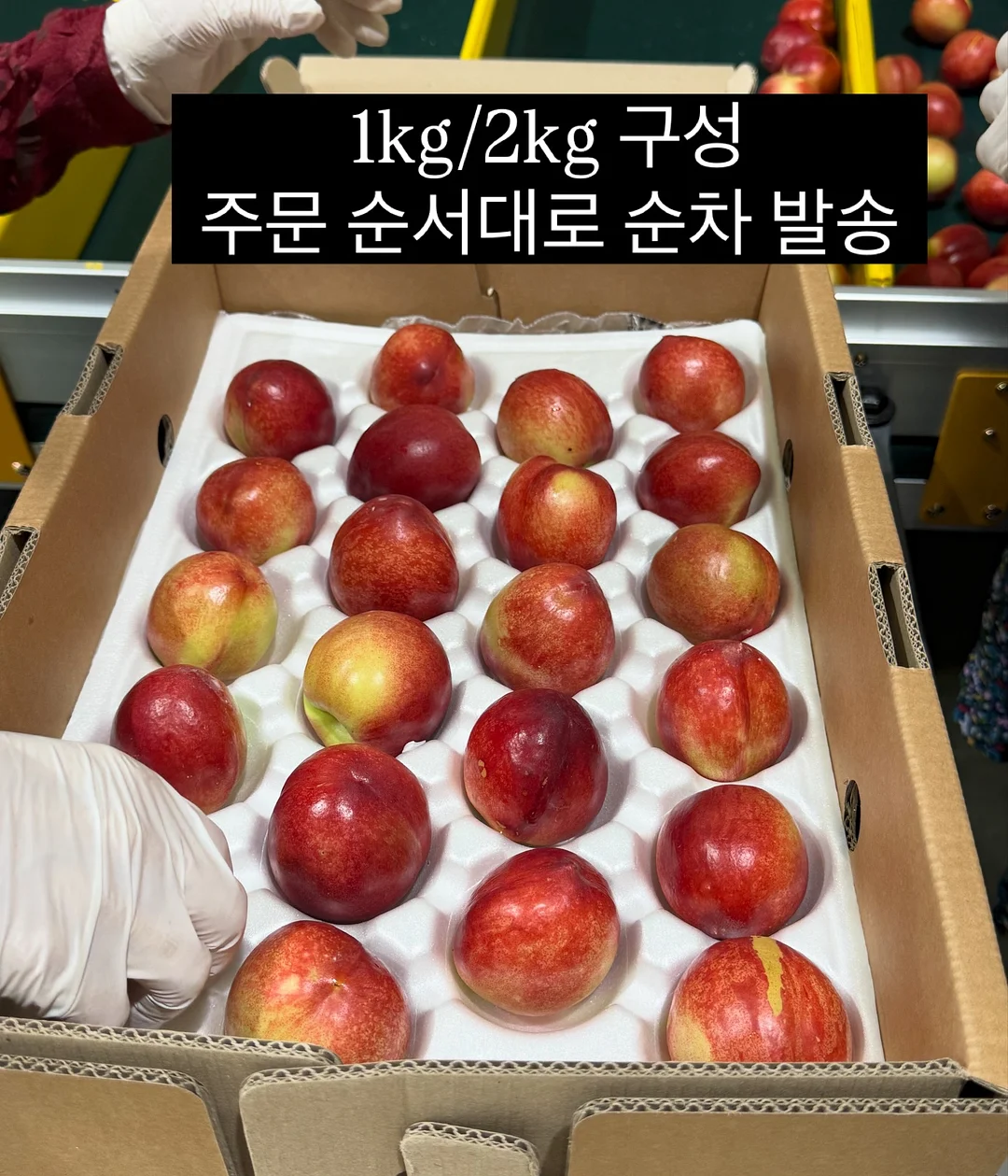 지속력 틴트 5
