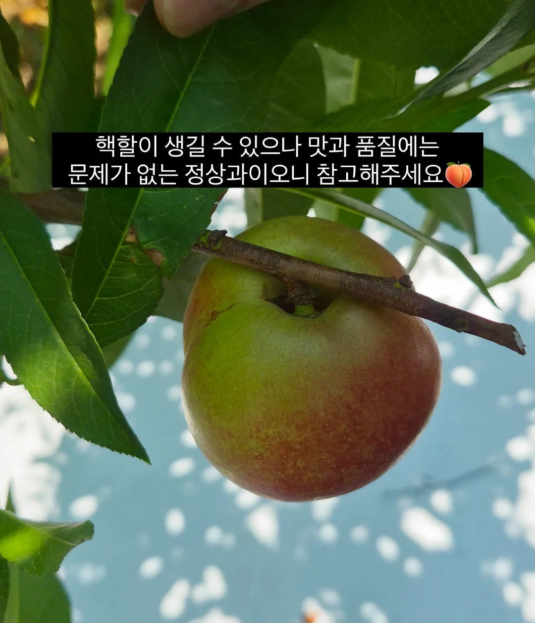 지속력 틴트 6