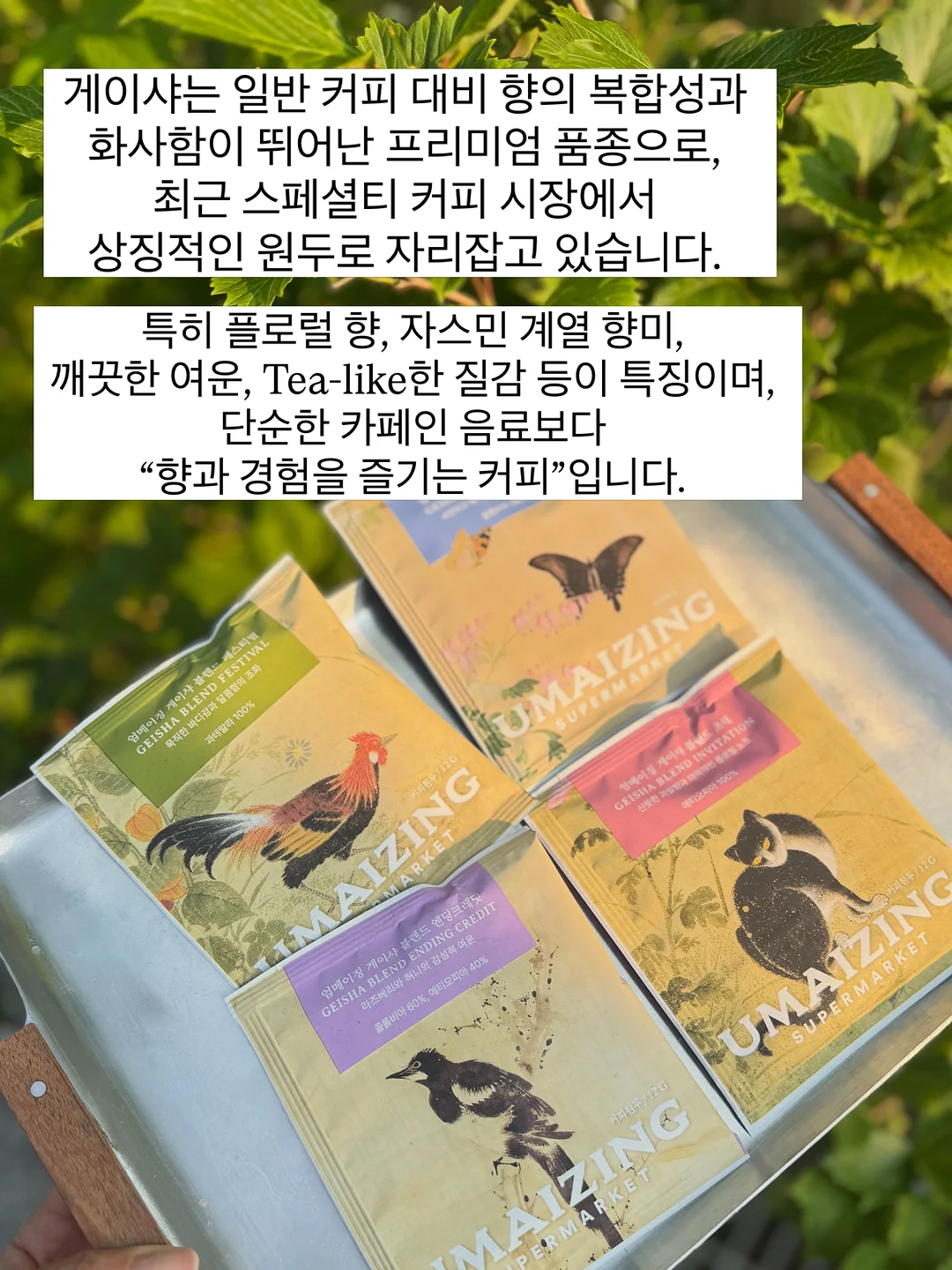 끌리드 디자인펜슬 & 납작 디자인펜슬 10