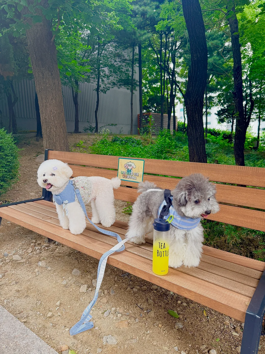 스터디 부스터 젤리 모로오렌지맛 1
