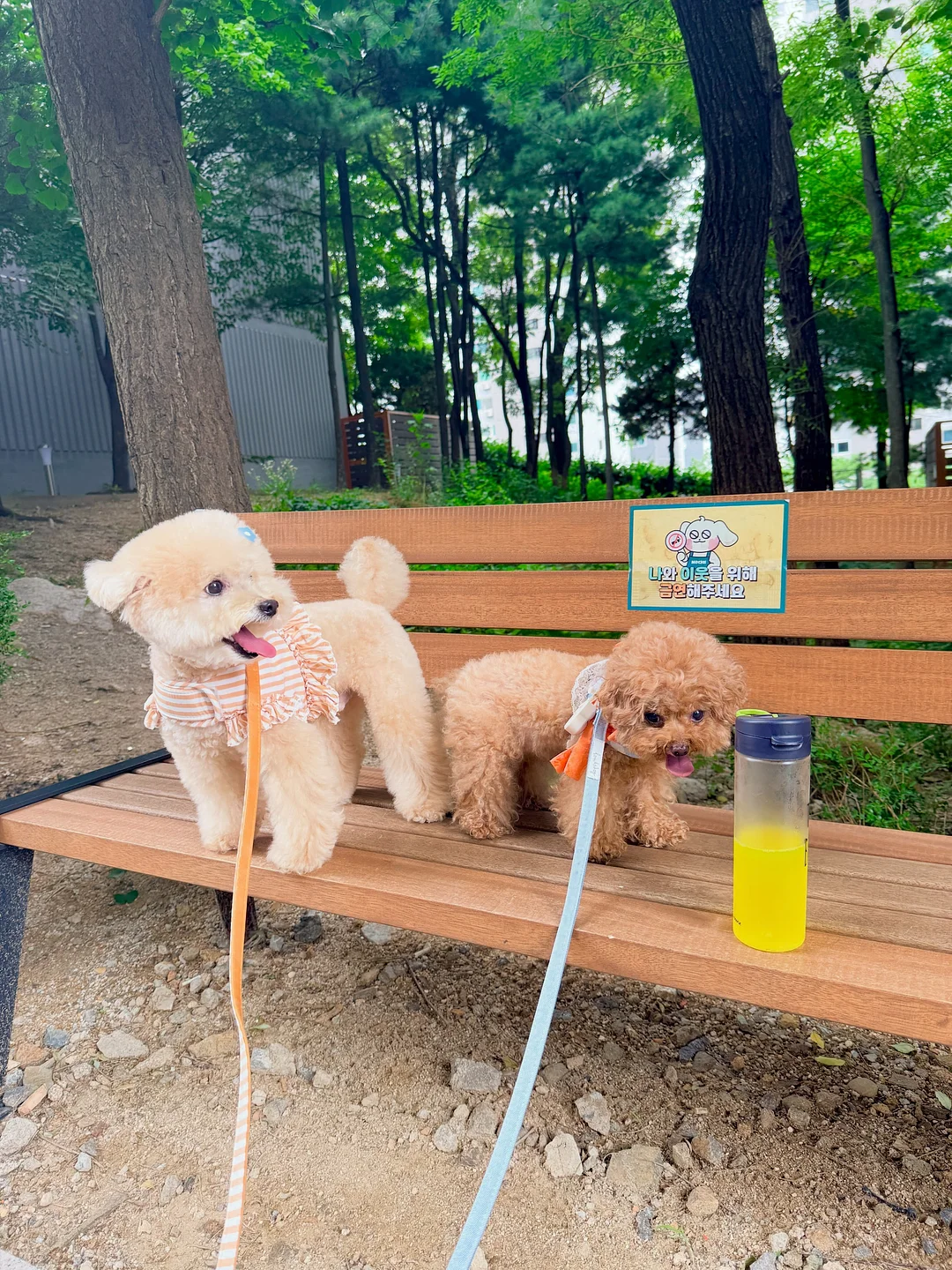 스터디 부스터 젤리 모로오렌지맛 13